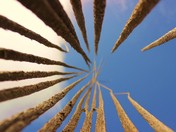 Saguaro National Park - West
