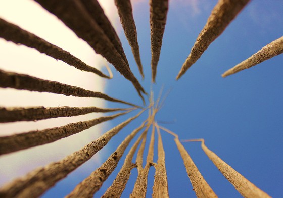 Saguaro National Park - West