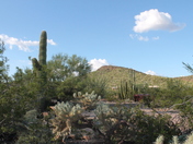 Organ Pipe Cactua National Monument