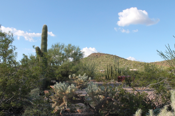 Organ Pipe Cactua National Monument