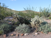 Organ Pipe Cactua National Monument