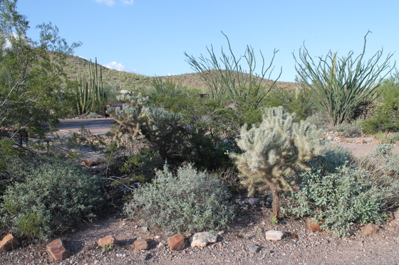Organ Pipe Cactua National Monument