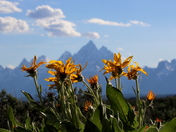 Grand Teton National Park and Yellowstone National Park