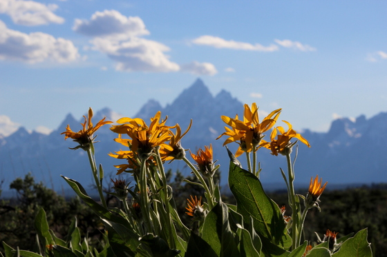 Grand Teton National Park and Yellowstone National Park