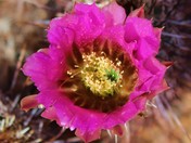 Saguaro National Park
