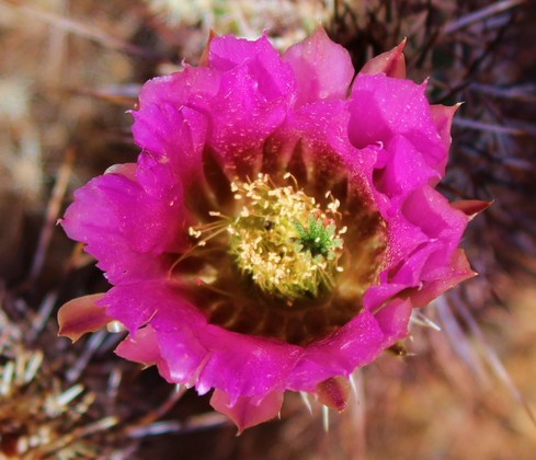 Saguaro National Park