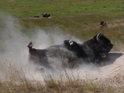 National Bison Range