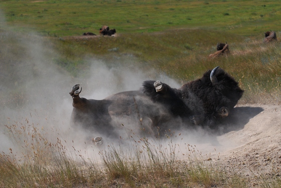 National Bison Range
