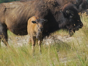 National Bison Range