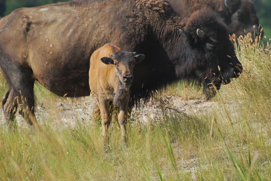 National Bison Range