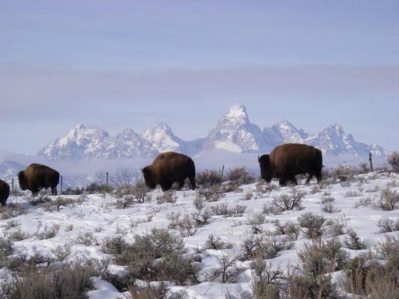 Tetons