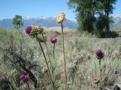Jacksonhole