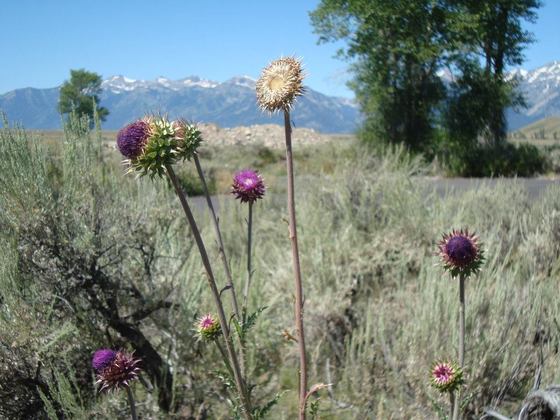 Jacksonhole