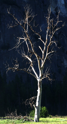 Yosemite National Park