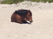 Assateague Island National Seashore