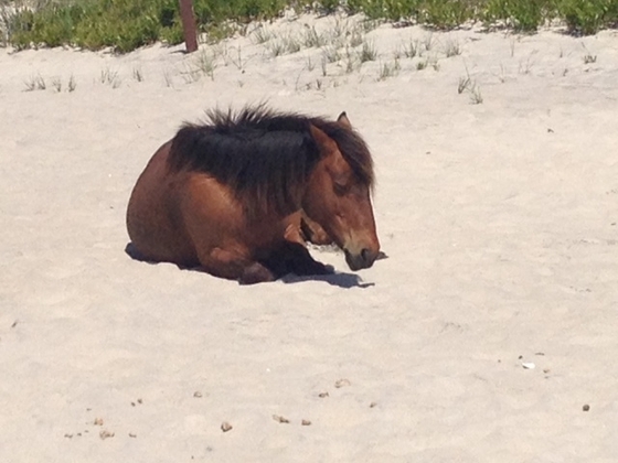 Assateague Island National Seashore