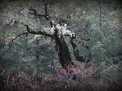 Whiskeytown