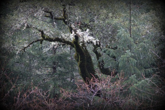 Whiskeytown