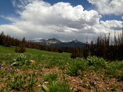 Absorkas in Wyoming