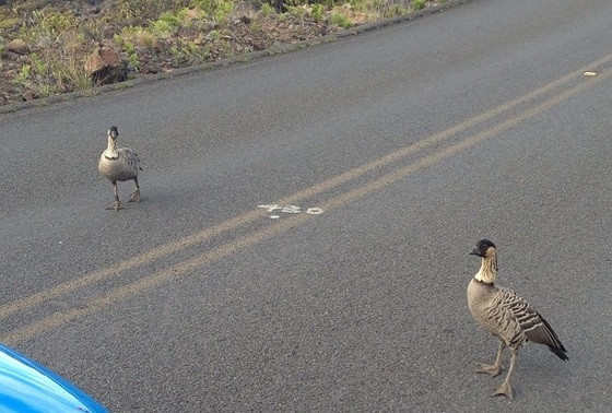 Haleakala National Park 
