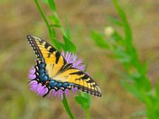 Hagerman National Wildlife refuge