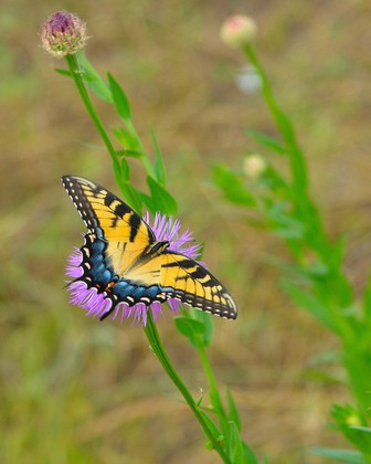 Hagerman National Wildlife refuge