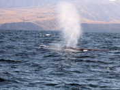 Channel Islands National Park