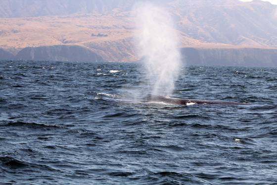 Channel Islands National Park