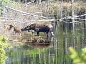 danali national park