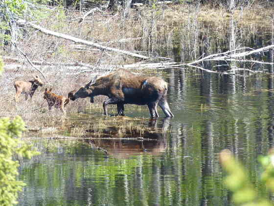 danali national park