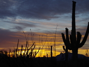 Organ Pipe Cactus National Monument