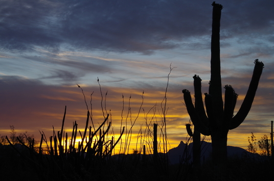 Organ Pipe Cactus National Monument
