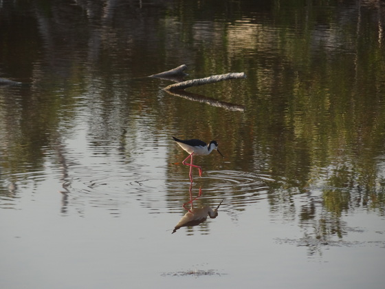 Everglades National Park