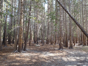 Sierra National Forest