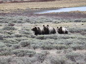 Yellowstone National Park