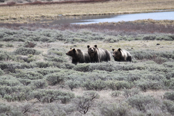 Yellowstone National Park