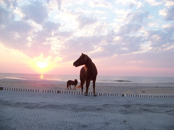 Assateague Island National Seashore