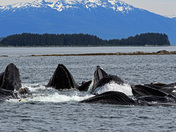 Tongass National Forest