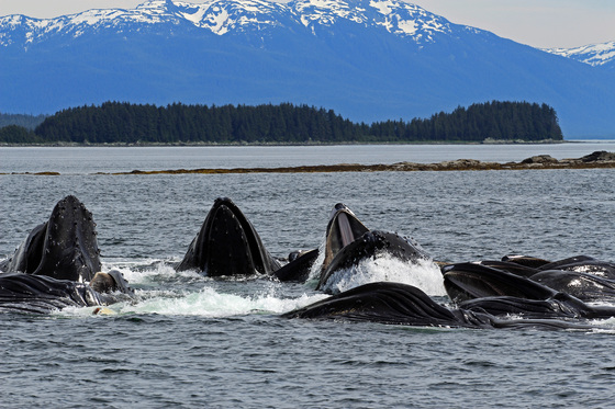 Tongass National Forest