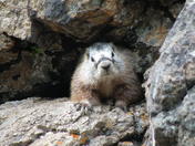 Yellowstone