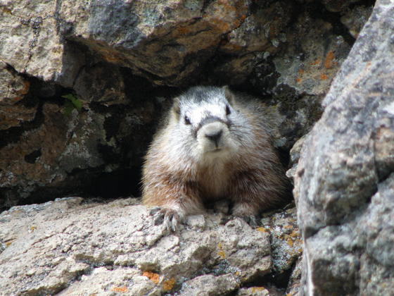 Yellowstone