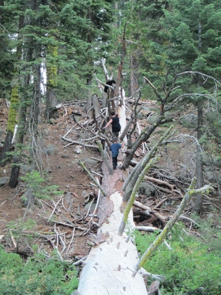 Sierra National Forest / Dinkey Creek, CA