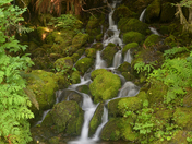 Olympic National Forest
