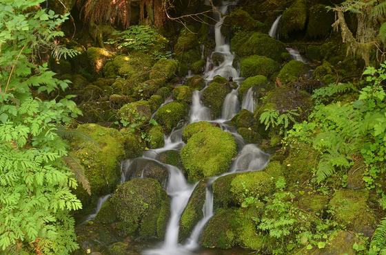 Olympic National Forest