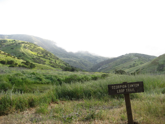 Channel Islands - Santa Cruz