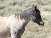 Pryor Mountain Wild Horse Range