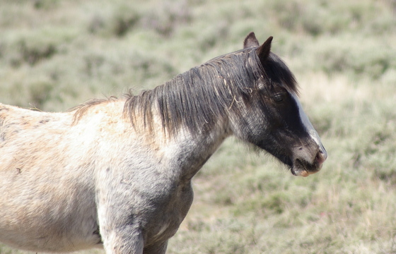 Pryor Mountain Wild Horse Range