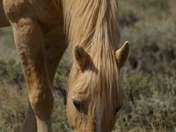 Pryor Mountain Wild Horse Range