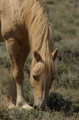 Pryor Mountain Wild Horse Range