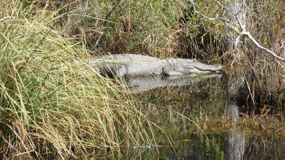 Davis Bayou, Gulf Islands National Seashore